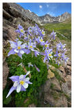 Colorado Mountains Flowers
